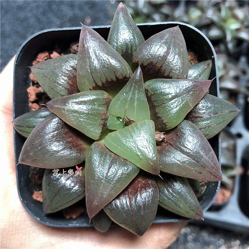 艾上多肉 红纹寿 西瓜寿原始种十二卷多肉植物一物一拍满48元包邮,鲜花速递/花卉仿真/绿植园艺,多肉植物,淘宝优惠券,粉丝福利购,淘宝优惠卷