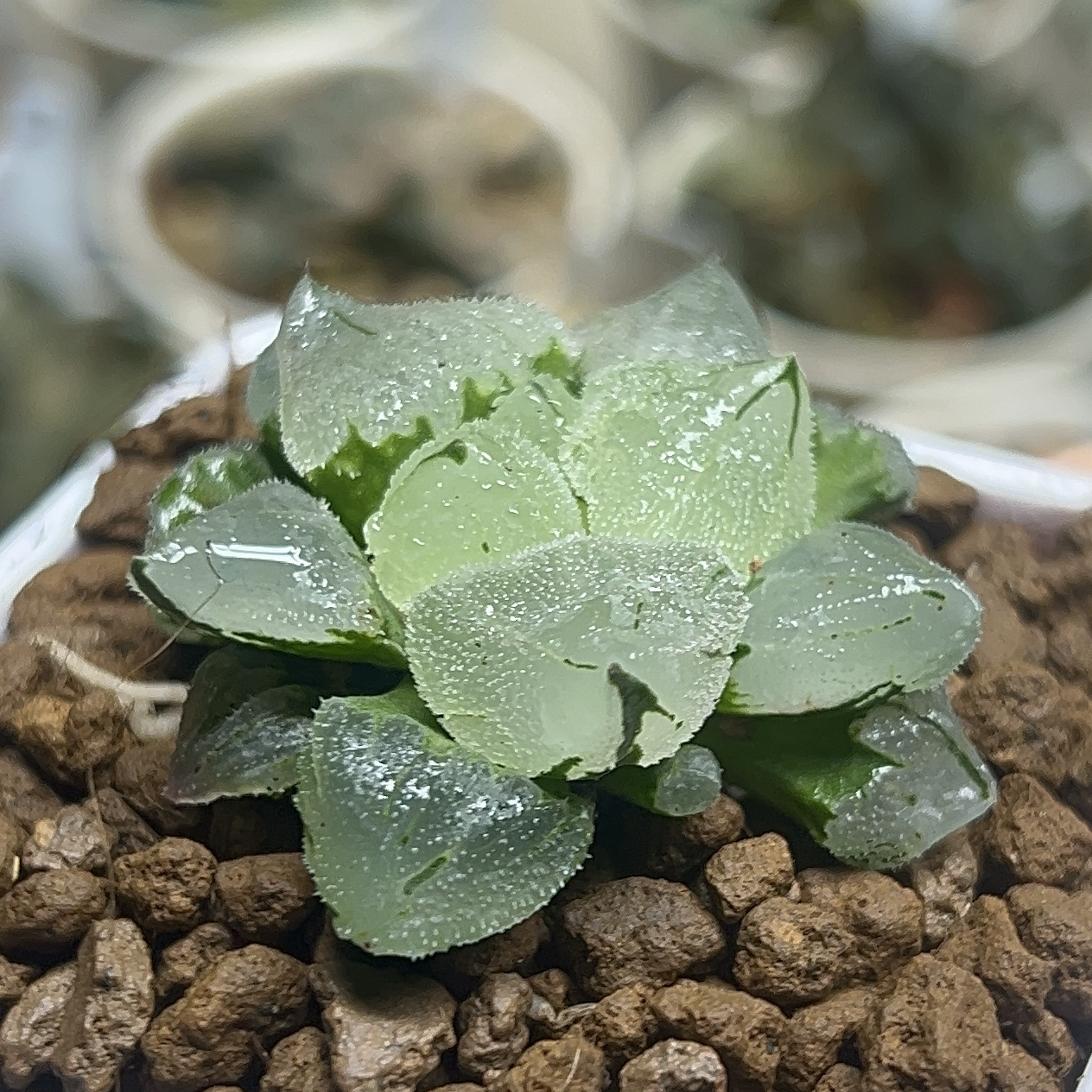 冰鸾玉 十二卷多肉植物冰城实生透窗背窗美观植物