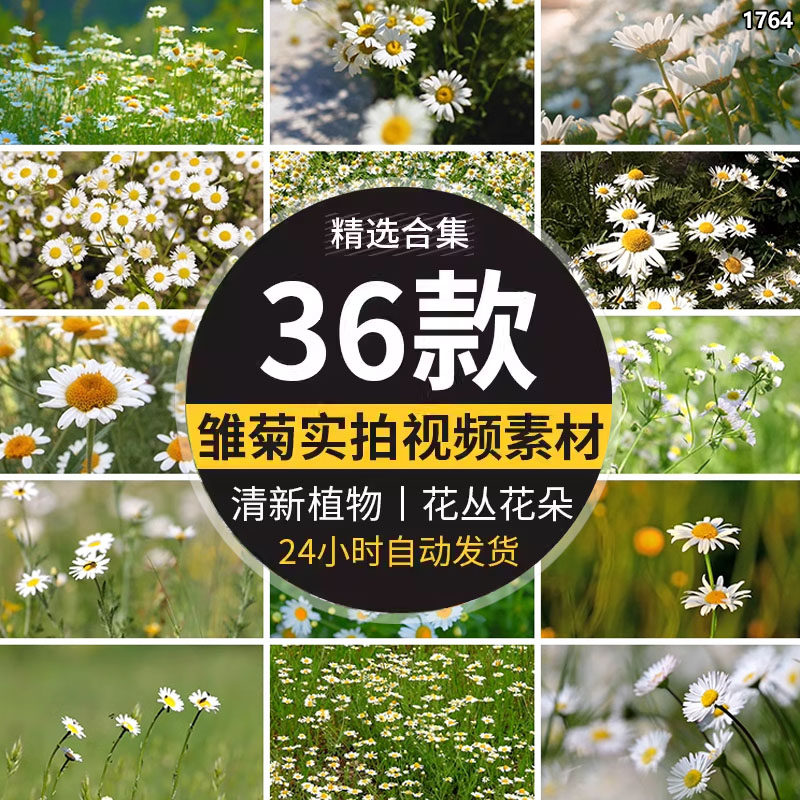 唯美小清新春天盛开小雏菊花植物风景色花丛花朵特写实拍视频素材