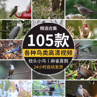 春天各种小鸟类特写树枝头麻雀喜鹊杜鹃布谷鸟实拍短视频背景素材