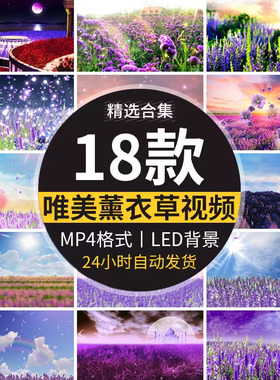 梦幻唯美紫色薰衣草春天开花海景色跳舞蹈LED大屏幕背景视频素材