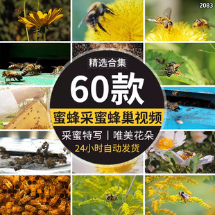 野生蜂蜜蜂采蜜野外花朵特写蜂巢养殖养蜂业实拍高清led视频素材