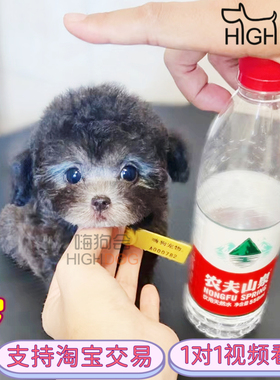 灰色泰迪 活体狗狗 幼犬 银灰色泰迪 纯种 茶杯犬 包建康 小体狗