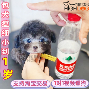 银灰色泰迪 幼犬 纯种 茶杯犬 小体狗 灰色泰迪 包建康 活体狗狗