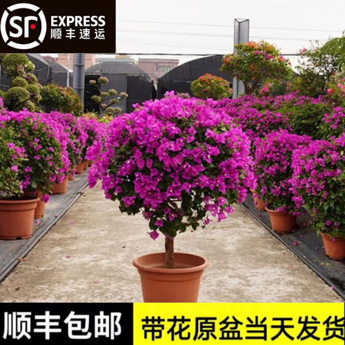 棒棒糖造型三角梅粗杆老桩带花