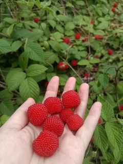 红蓬蘽蔷薇莓刺泡覆盆子野山糯米三月萢树莓空心泡玉山红腺黄果苗