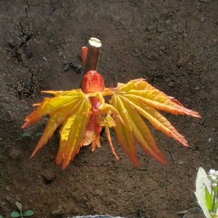 黄金流泉枫树小苗盆栽净化空气包对版瀑布客厅庭院阳台观叶植物