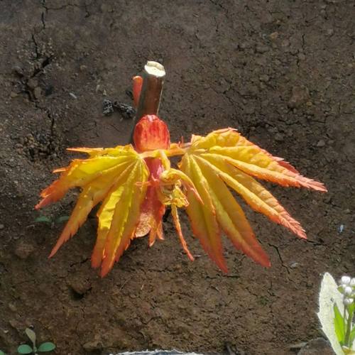 黄金流泉盆栽日本红黄叶流泉枫树