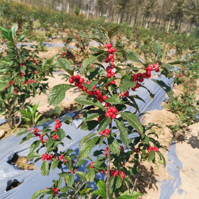 北美冬青盆栽阳台红果庭院绿植苗