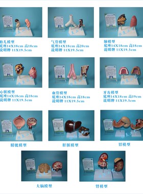 仿真禁毒前后对比器官模型禁毒模型样品宣传