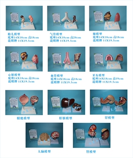 仿真禁毒前后对比器官模型禁毒模型样品宣传