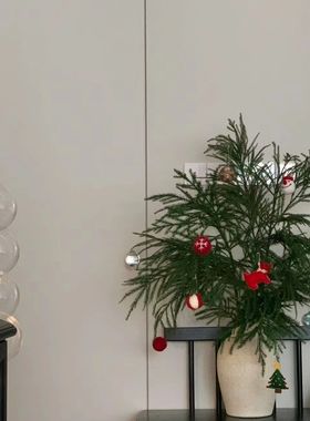 天竺少女松柳杉水培植物水养鲜切枝不掉叶室内装饰绿植进化空气