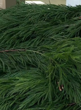 圣诞树装饰柳杉鲜切天竺少女松鲜切鲜毛毛球圣诞花环水培绿植松枝