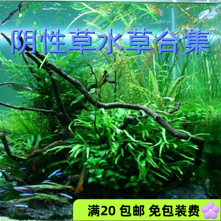 阴性草水榕黑木蕨细叶铁绿藻球