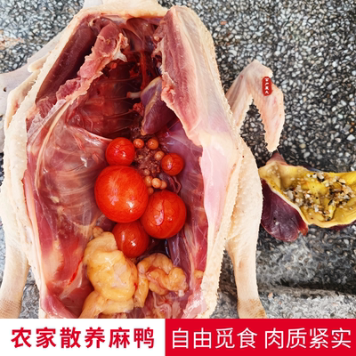 江西特产农家散养土鸭麻鸭