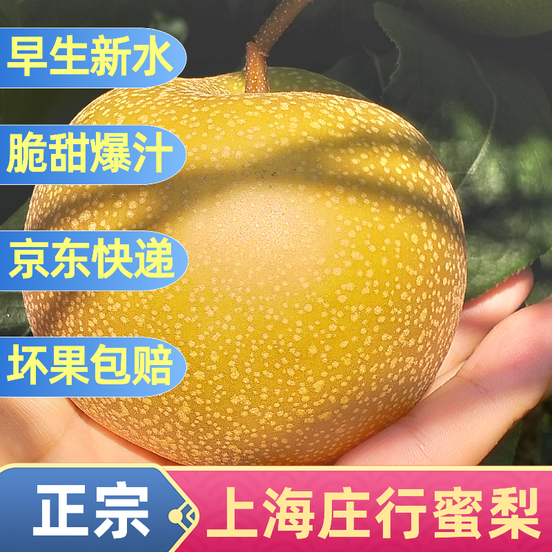 脆甜爆汁庄行蜜梨姚氏梨园现摘