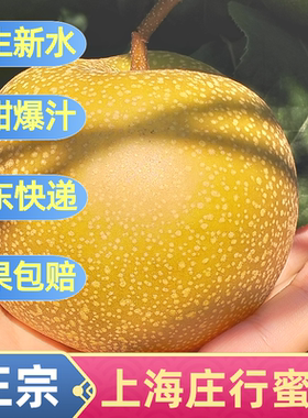 脆甜爆汁庄行蜜梨姚氏梨园现摘