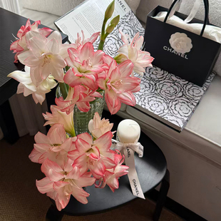 花信朱顶红种球鬼魅花孔雀大花女王年宵花卉多年生易养勤花品种球