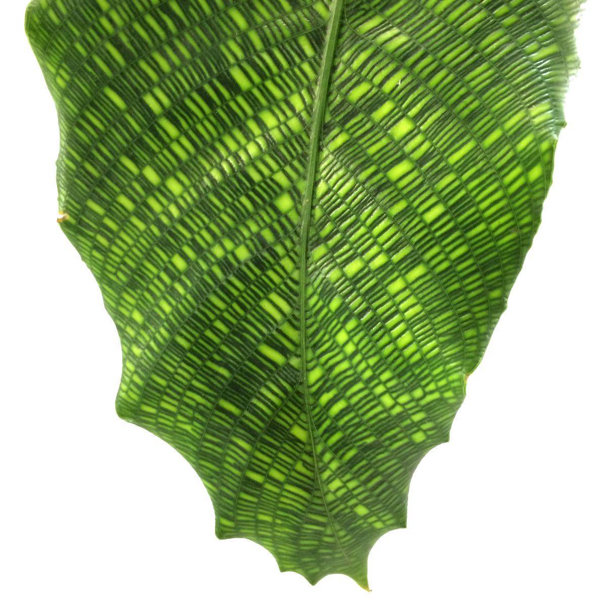 [ 10CM Potted seedlings]Mosaic arrowroot Calathea Network Net Red Office Potted plant Green plantin the Flower delivery/Flowers simulation/Plants gardening , Garden Plants/Trees/Fruit tree, Perennial/Ground cover plants category - from Buy2taobao.com to provide professional Taobao agent buy service