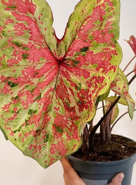 花信彩叶芋种球高品质-破价不售后-粉色飞溅连衣裙盆栽观叶绿植