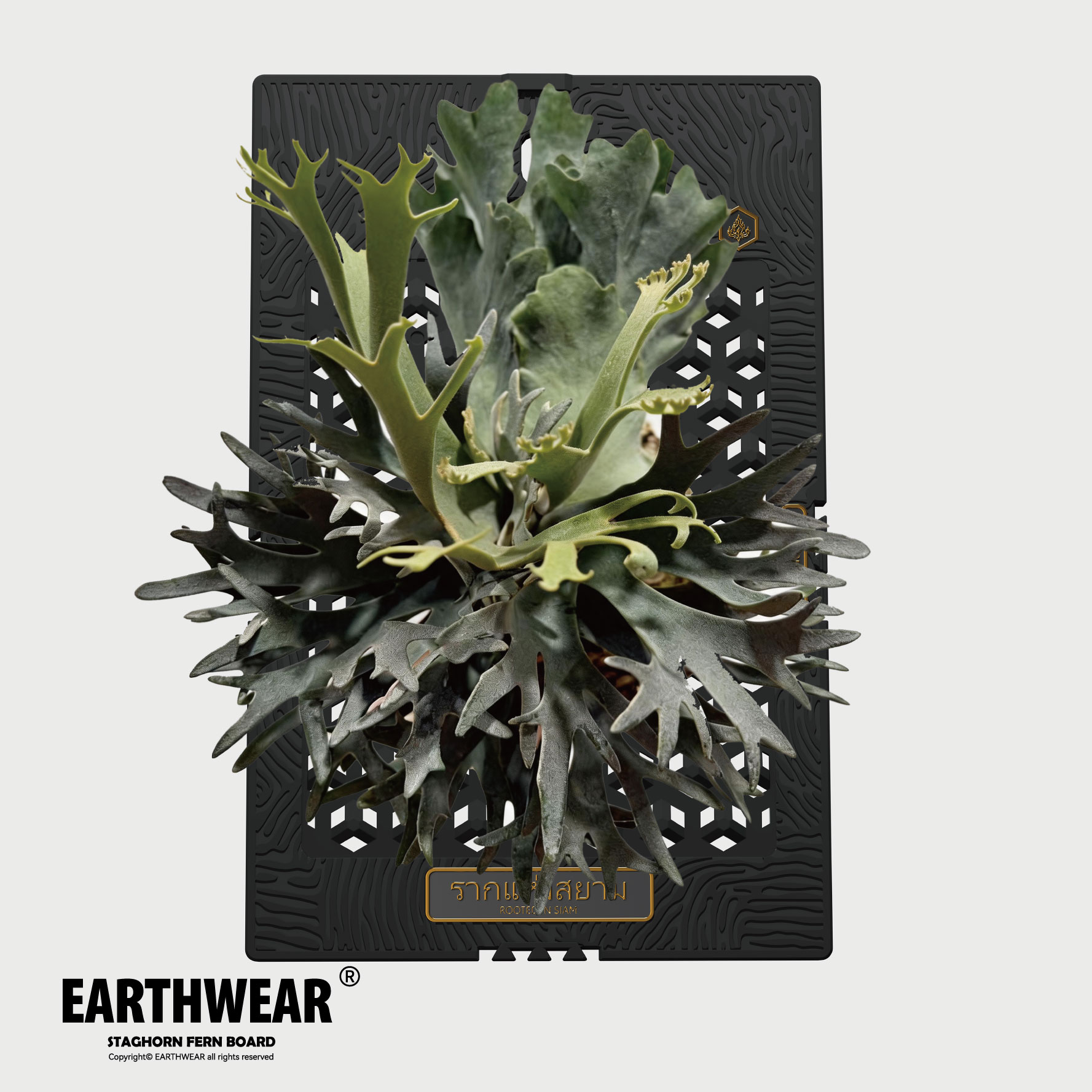 鹿角蕨专用板 EARTHWEAR仿生板 首块获得国家发明专利的鹿角蕨板