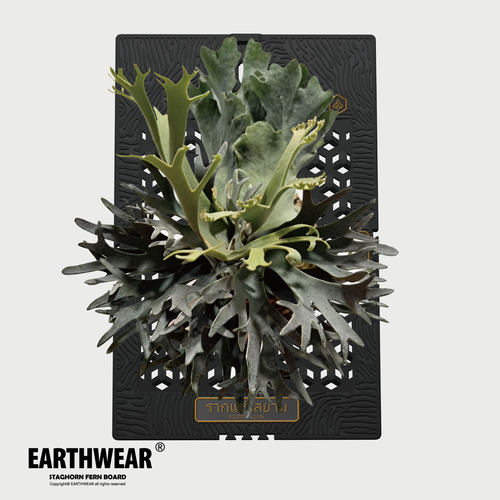 鹿角蕨专用板 EARTHWEAR仿生板 首块获得国家发明专利的鹿角蕨板
