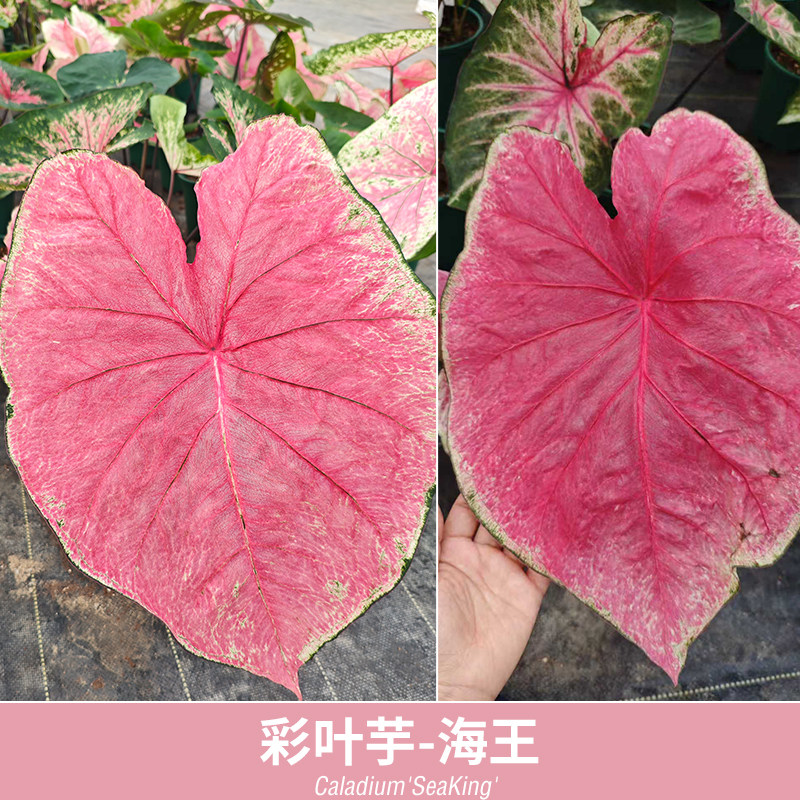 花信彩叶芋种球海王莫妮卡红桃A炸街必抢尖货艳压群芳