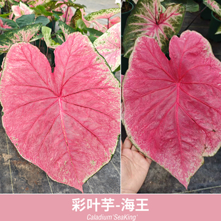 花信彩叶芋种球海王莫妮卡红桃A炸街必抢尖货艳压群芳
