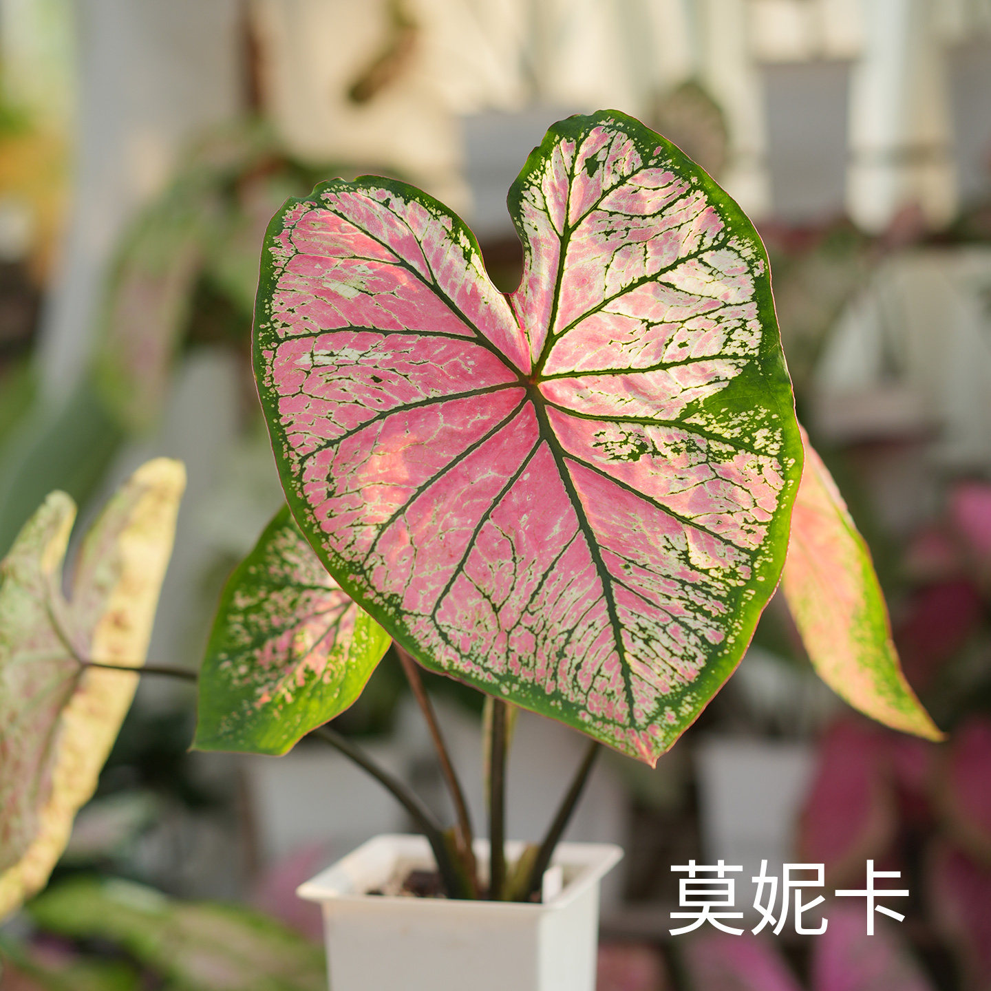 花信彩叶芋种球莫妮卡海王婚纱红桃A消防员炸街必抢尖货艳压群芳图片