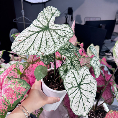 花信彩叶芋种球种植套装白色恋人粉色飞溅轻松简单易种植土培盆栽