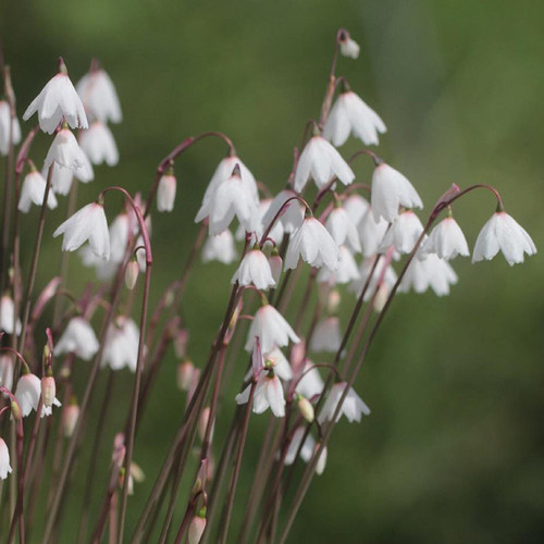 花信秋雪片莲Acis autumnalis立金花绿松石桌面盆栽观花小球根