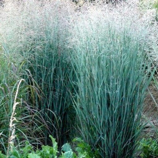 柳枝稷'重金屬'Heavy Metal'秋金葉多年生宿根觀賞草能源植物在類目 鮮花速遞/花卉仿真/綠植園藝, 花園植物/行道樹/果樹, 宿根/地被植物中 - 來自Buy2taobao.com提供專業的淘寶代購服務