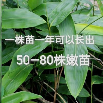 粽子叶树苗种苗成活大号叶子棕树专用种子大宽庭院工大耐寒水果