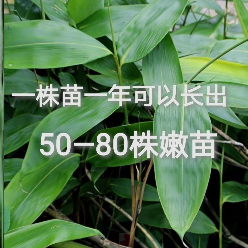 粽子叶树苗大叶枫树绿植活动大号冬青围墙藤条紫竹四季青棕叶装饰