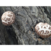 神农架房县椴木花菇农家小花菇蘑菇香菇剪脚小花菇礼盒花菇250g