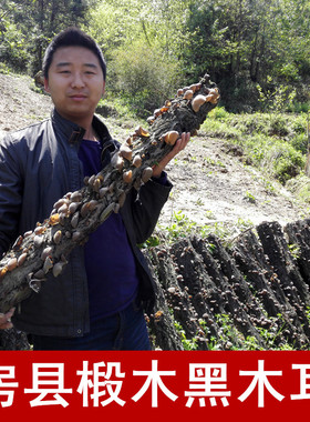 木耳神农架房县木耳椴木木耳黑木耳子耳秋木耳碗耳250g散装包邮