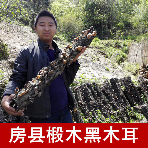 神农架房县黑木耳碗耳秋木耳包邮