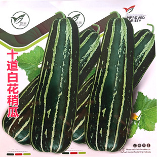 优质十道白花皮菜瓜种子脆瓜甜脆嫩烧瓜稍瓜孑春四季蔬菜酥瓜种籽