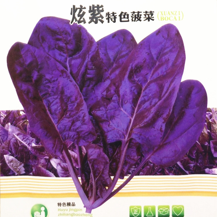 紫色菠菜种籽蔬菜种子秋季富含花青素味道超好阳台庭院菠菜种子孑