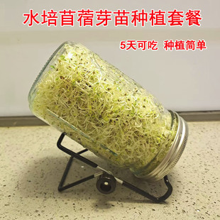 水培苜蓿籽芽苗菜种子梅森瓶发芽罐培育西兰花种子加厚玻璃梅森罐