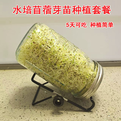 水培苜蓿籽芽苗菜种子梅森瓶发芽罐培育西兰花种子加厚玻璃梅森罐