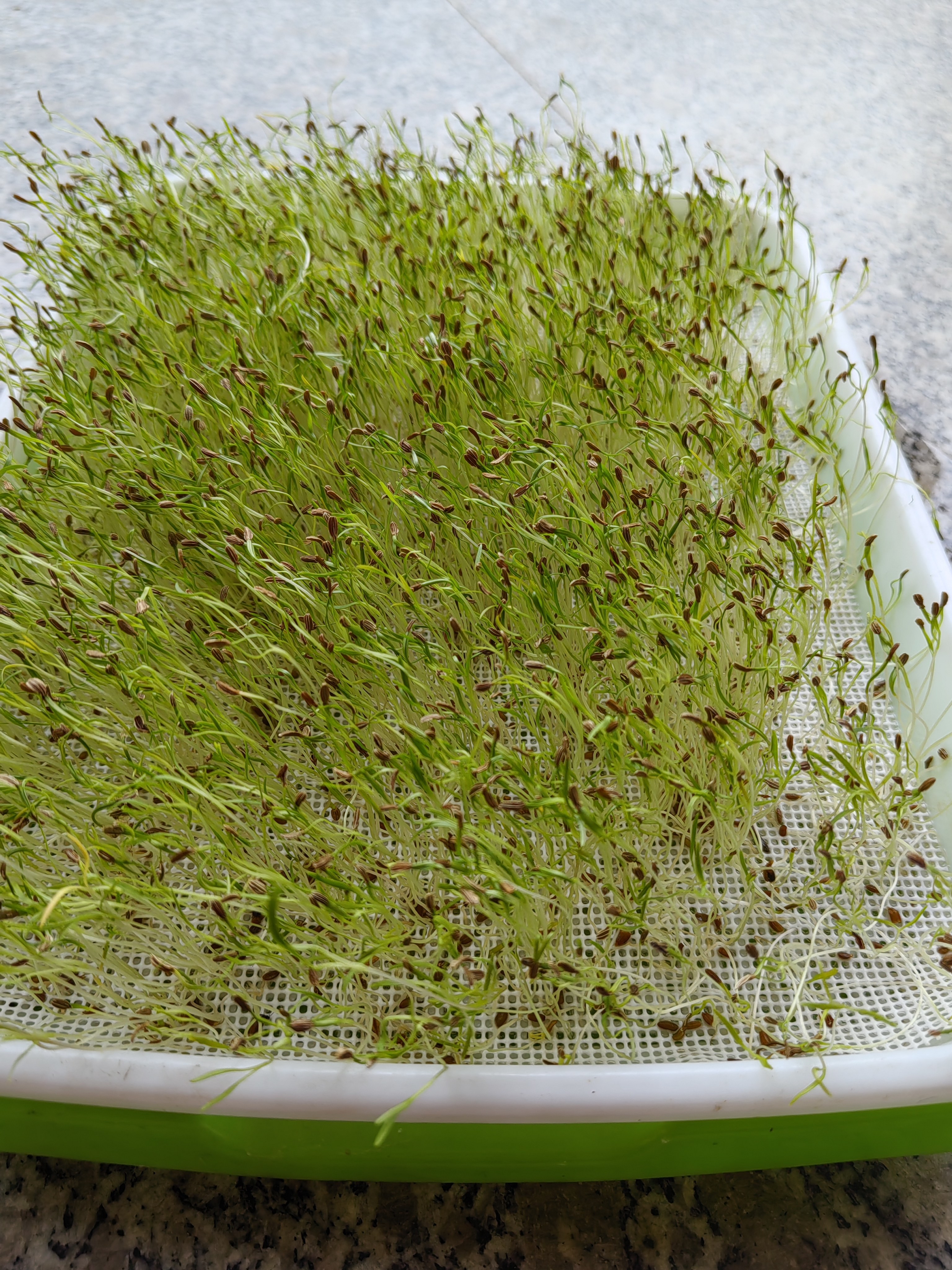 胡萝卜芽苗种子营养价值高口感好。