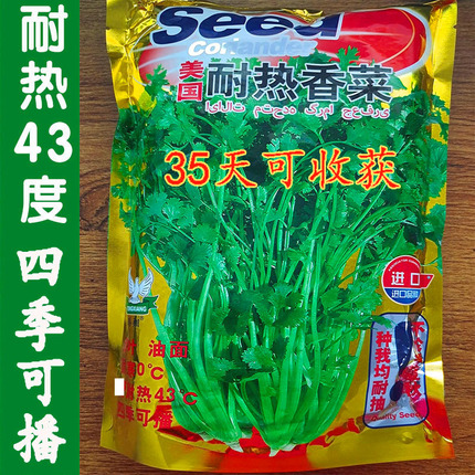 美国进口耐热香菜种子高产耐抽薹抗热43度农户夏季大面积种四季籽