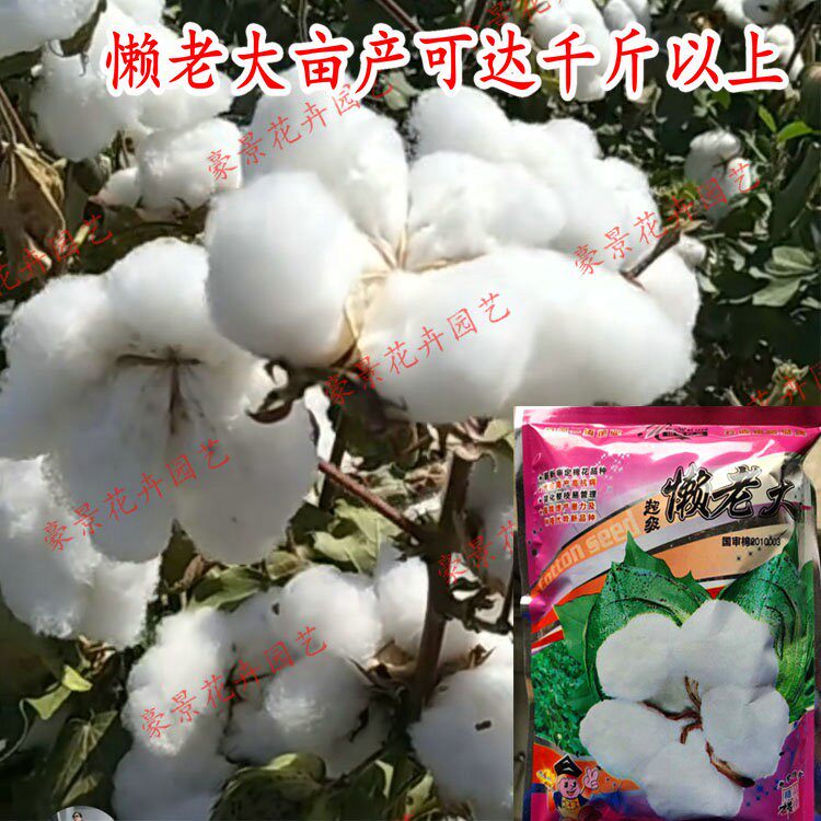 新疆棉花种子四季高产抗虫抗病农家大田基地易种种籽农用大桃国审