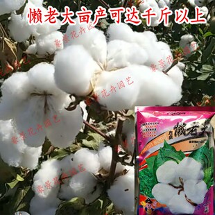 新疆棉花种子四季高产抗虫抗病农家大田基地易种种籽农用大桃国审