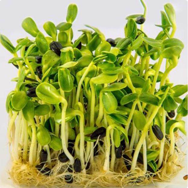 油葵芽苗菜种子按斤纸上种菜水培芽苗菜油葵种籽四季阳台蔬菜种孑