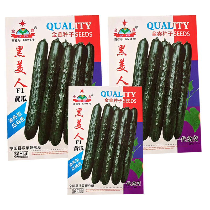 黑美人少刺水果黄瓜种子油皮瓜籽图片