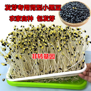 发芽专用小黑豆肾形黄芯生豆芽发豆芽非转基因芽豆水培芽苗菜种子