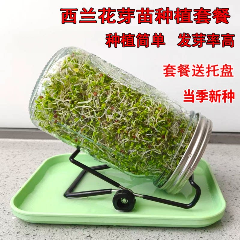 西兰花芽苗种子青花椰菜芽苗梅森家庭园艺种子