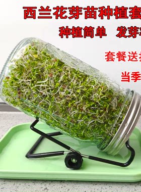 西兰花芽苗种子青花椰菜芽苗梅森瓶种植套装水培紫甘蓝西蓝花种孑